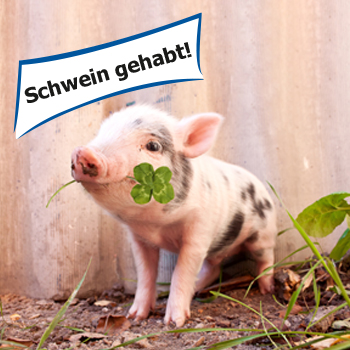 allsafe fortuna Schwein mit Kleeblatt